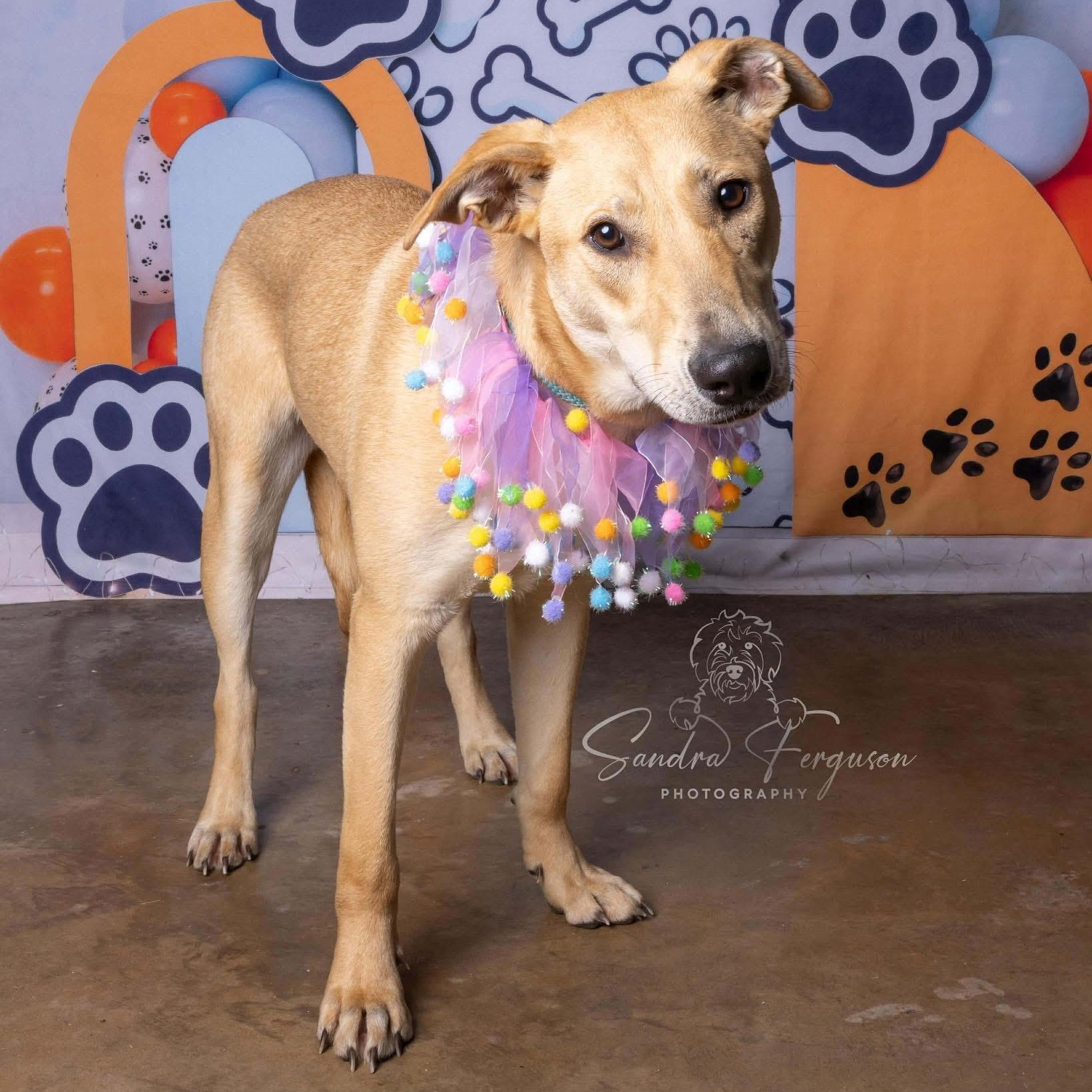Maggie, ADOPTABLE, Young Female Mixed Breed.
