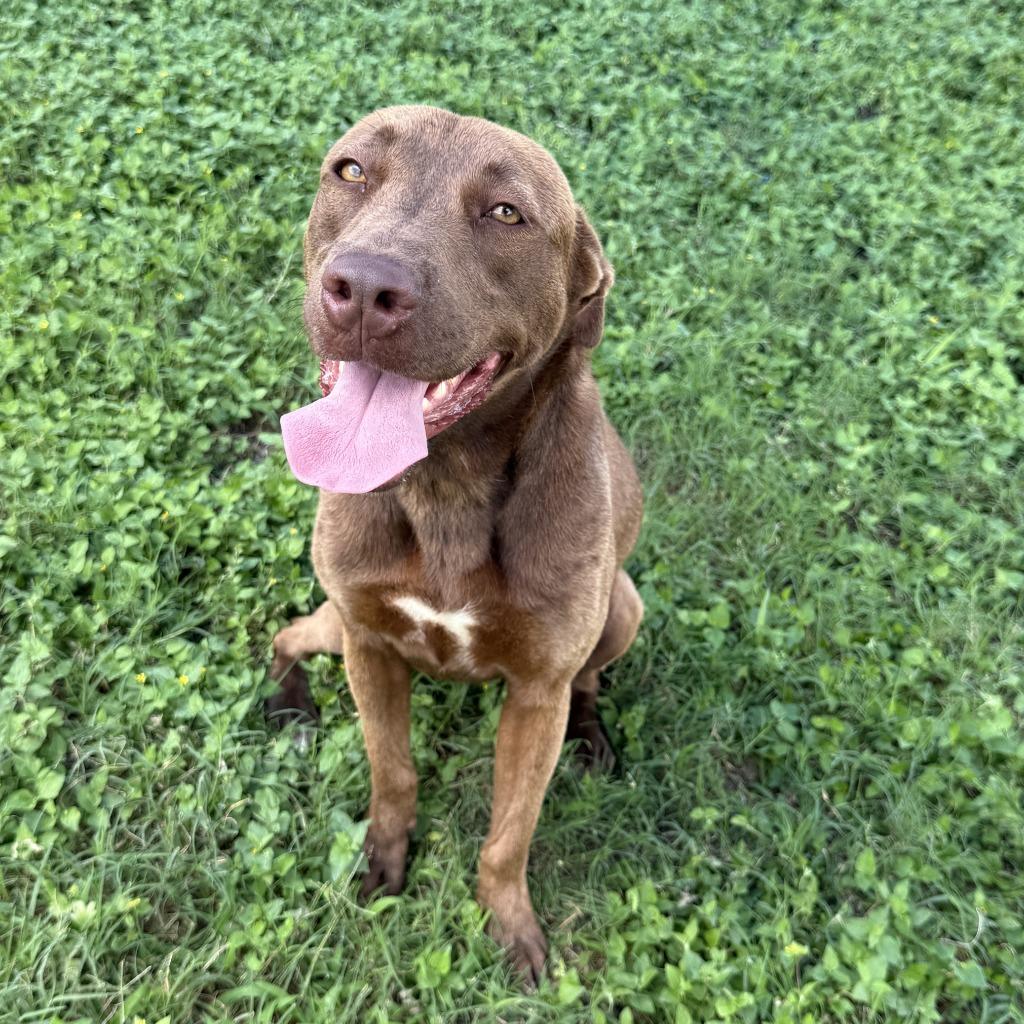 Enlarge Oak, a Adoptable mixed breed in Brenham, TX image 4/6