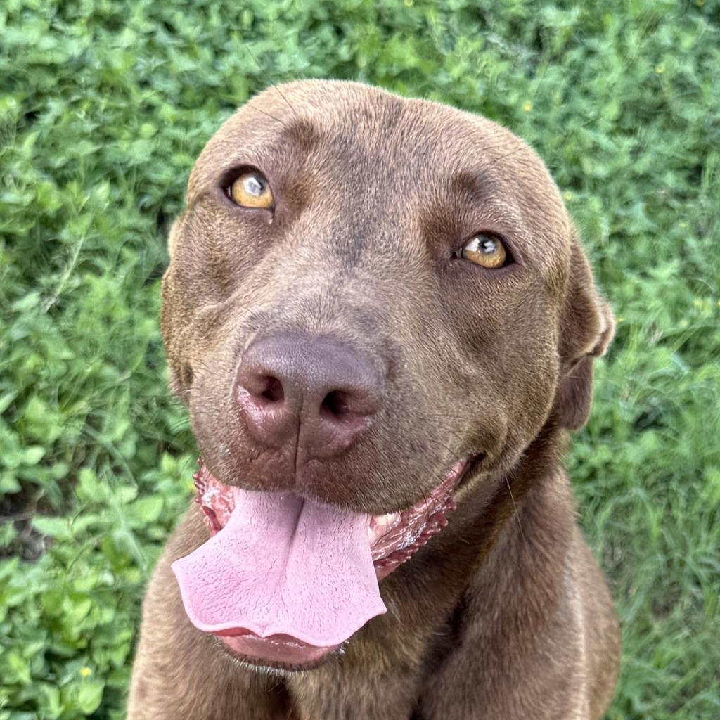 Enlarge Oak, a Adoptable mixed breed in Brenham, TX image 1/6