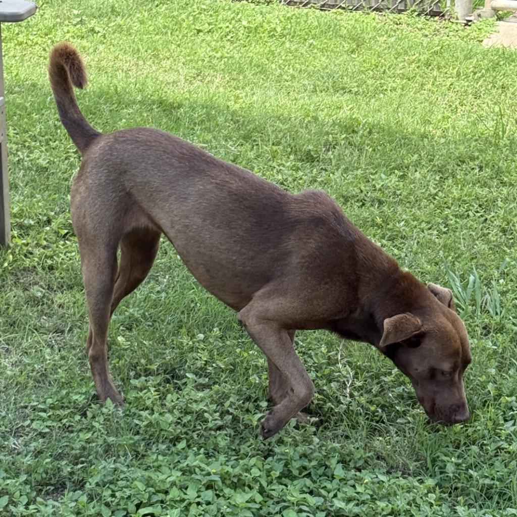 Enlarge Oak, a Adoptable mixed breed in Brenham, TX image 2/6