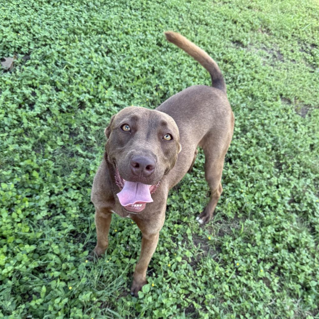 Enlarge Oak, a Adoptable mixed breed in Brenham, TX image 3/6