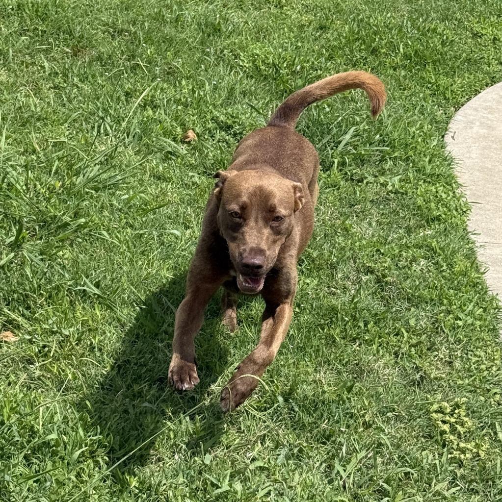 Enlarge Oak, a Adoptable mixed breed in Brenham, TX image 5/6