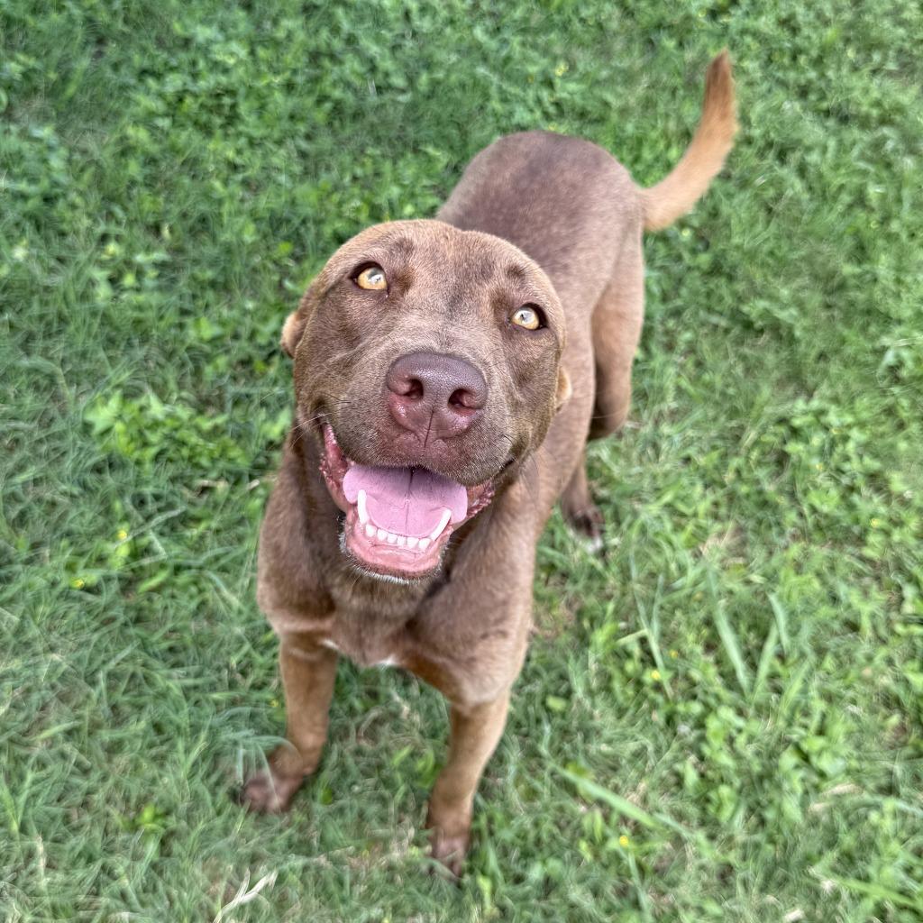 Enlarge Oak, a Adoptable mixed breed in Brenham, TX image 6/6