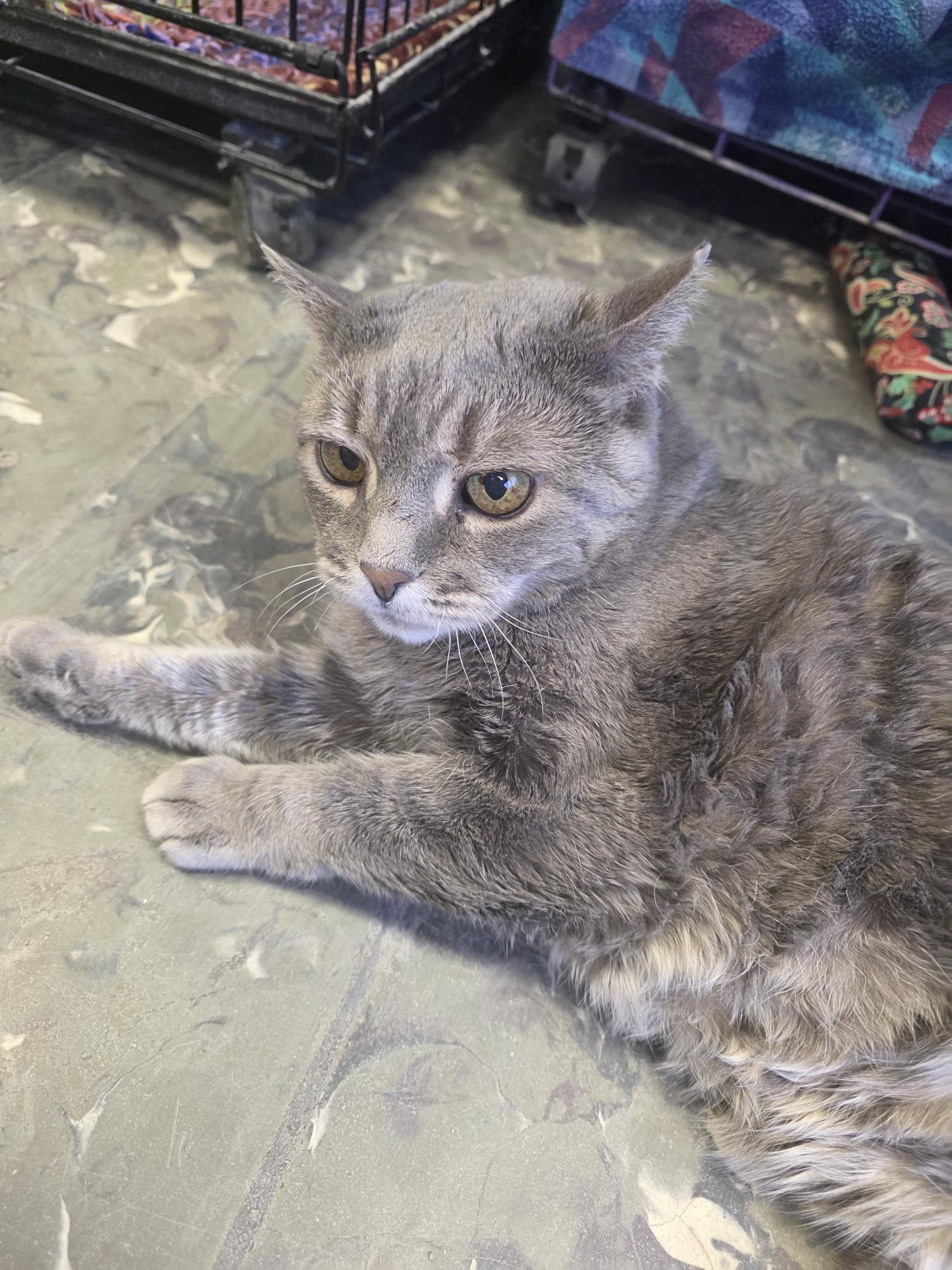 Enlarge Prince, a ADOPTABLE mixed breed in Hamburg, NY image 5/5