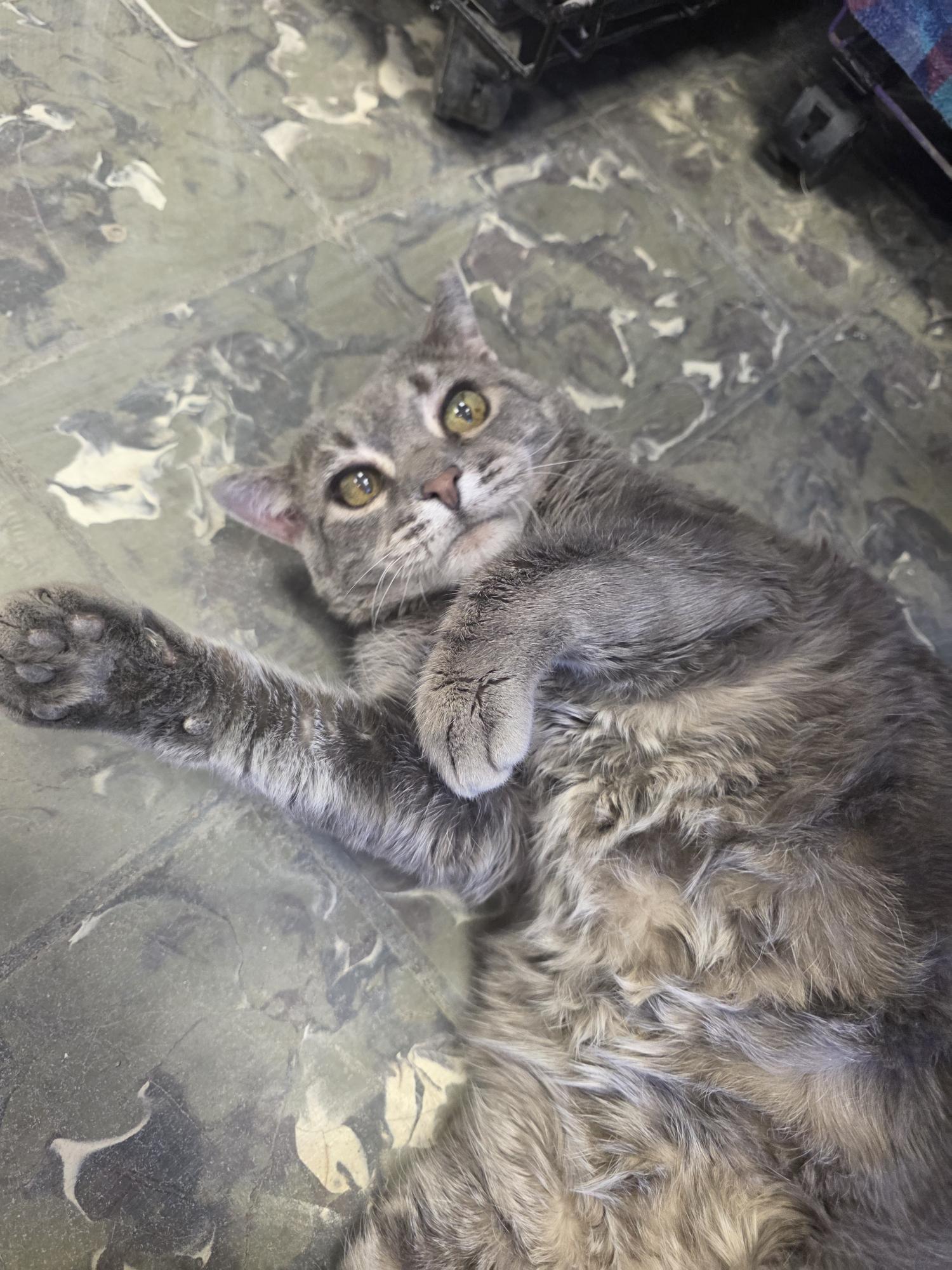 Enlarge Prince, a ADOPTABLE mixed breed in Hamburg, NY image 4/5