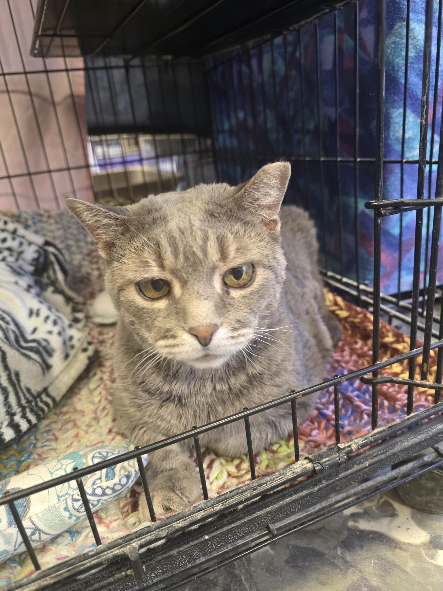 Prince, ADOPTABLE, Senior Male Domestic Short Hair.