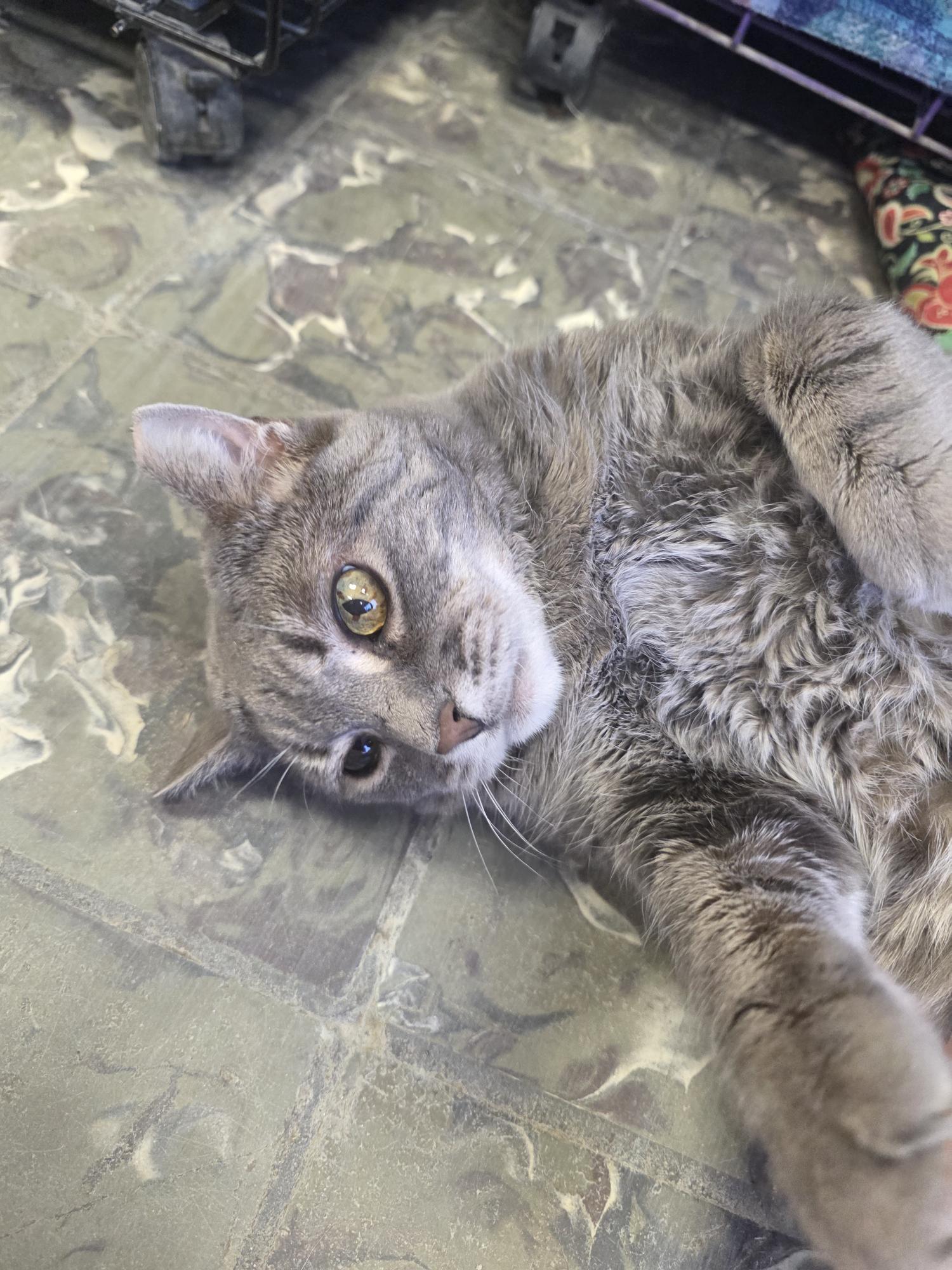 Enlarge Prince, a ADOPTABLE mixed breed in Hamburg, NY image 3/5