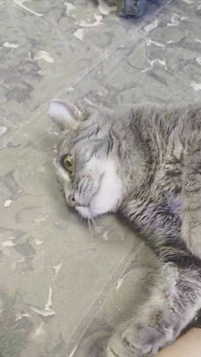 Enlarge Prince, a ADOPTABLE mixed breed in Hamburg, NY video 1/5