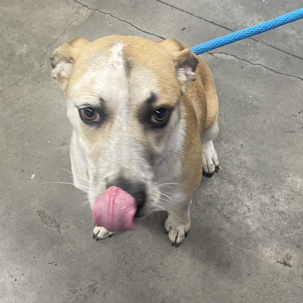 Elisa, a Adoptable mixed breed in Tampa, FL image 1/6