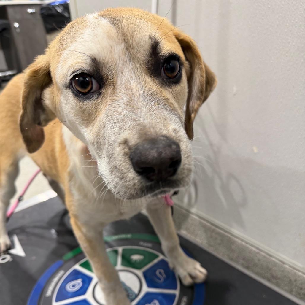 Elisa, a Adoptable mixed breed in Tampa, FL image 2/6