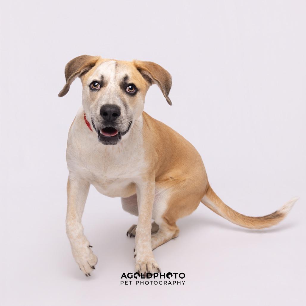 Elisa, a Adoptable mixed breed in Tampa, FL image 3/6