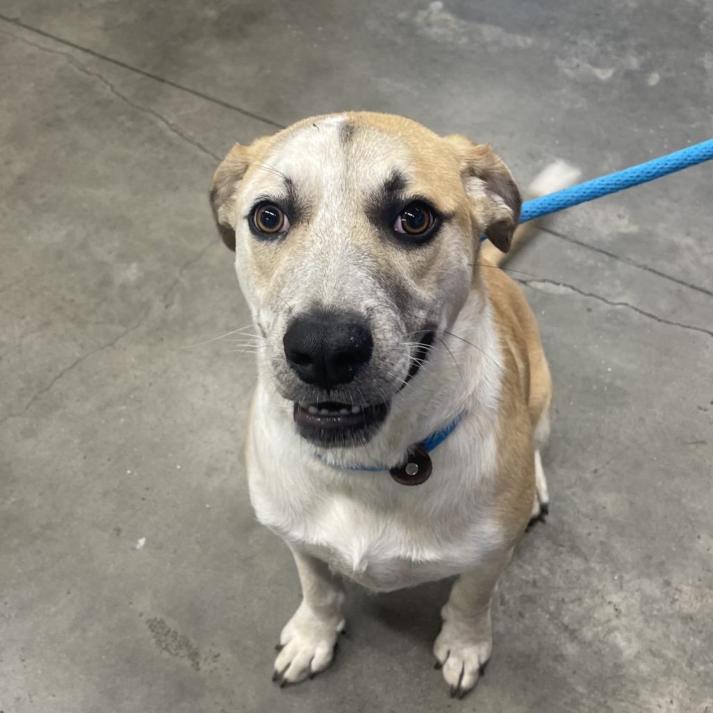 Elisa, a Adoptable mixed breed in Tampa, FL image 4/6