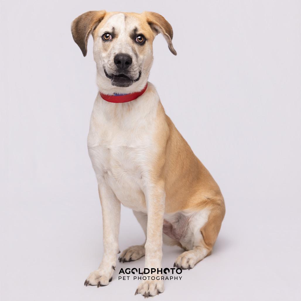 Elisa, a Adoptable mixed breed in Tampa, FL image 5/6