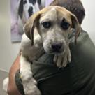 Elisa, a Adoptable mixed breed in Tampa, FL image 6/6