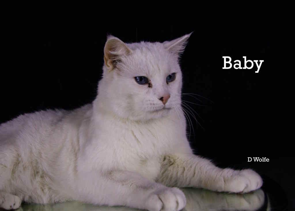 Enlarge Baby and Ranch, a Adoptable Siamese in York, NE image 3/6