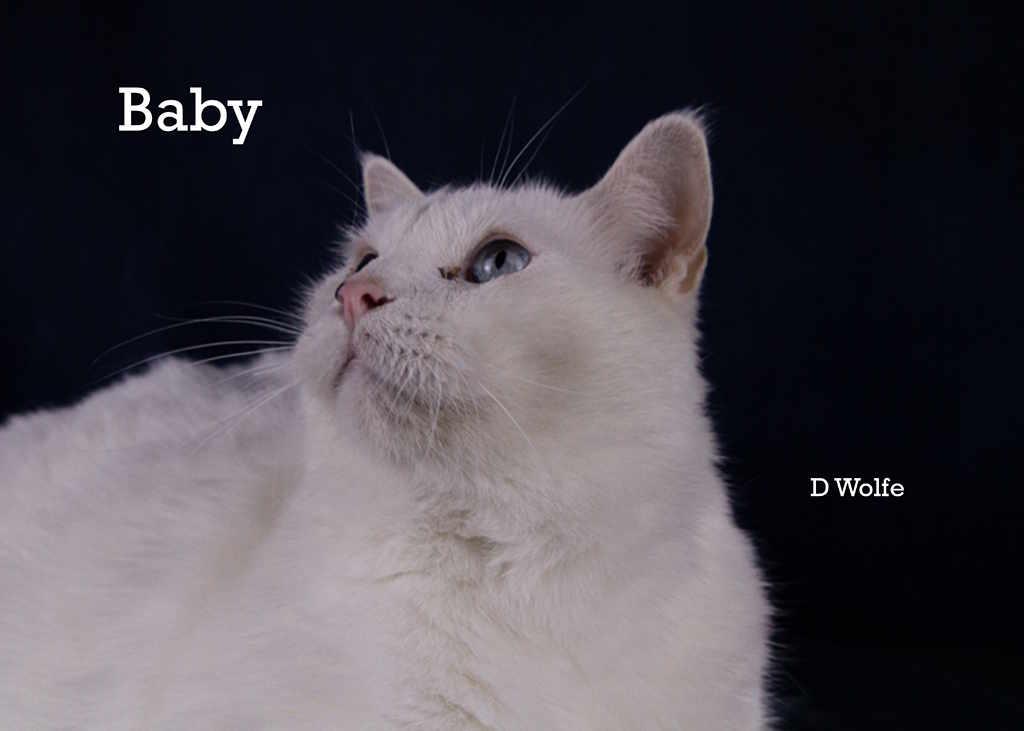 Baby and Ranch, Adoptable, Adult Male Siamese.