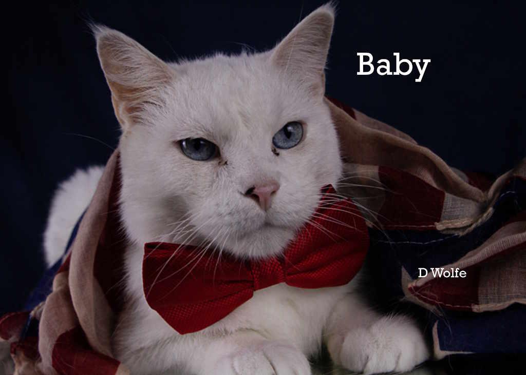 Enlarge Baby and Ranch, a Adoptable Siamese in York, NE image 5/6