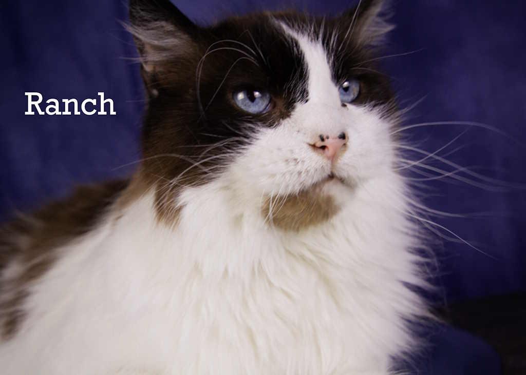 Enlarge Baby and Ranch, a Adoptable Siamese in York, NE image 4/6