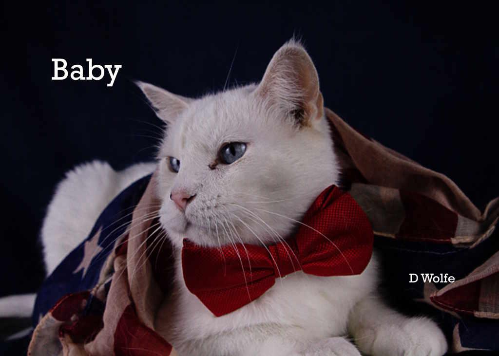 Enlarge Baby and Ranch, a Adoptable Siamese in York, NE image 6/6