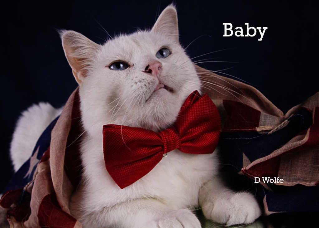 Enlarge Baby and Ranch, a Adoptable Siamese in York, NE image 2/6