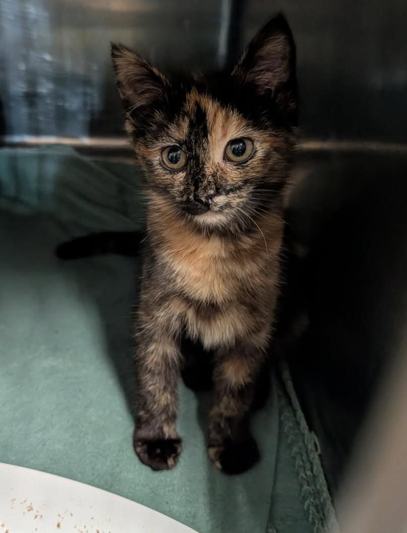Louise (Spayed), an adopted mixed breed in Marietta, OH image 6/6