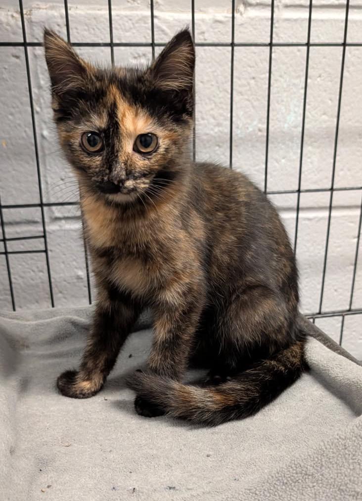 Louise (Spayed), an adopted mixed breed in Marietta, OH image 2/6