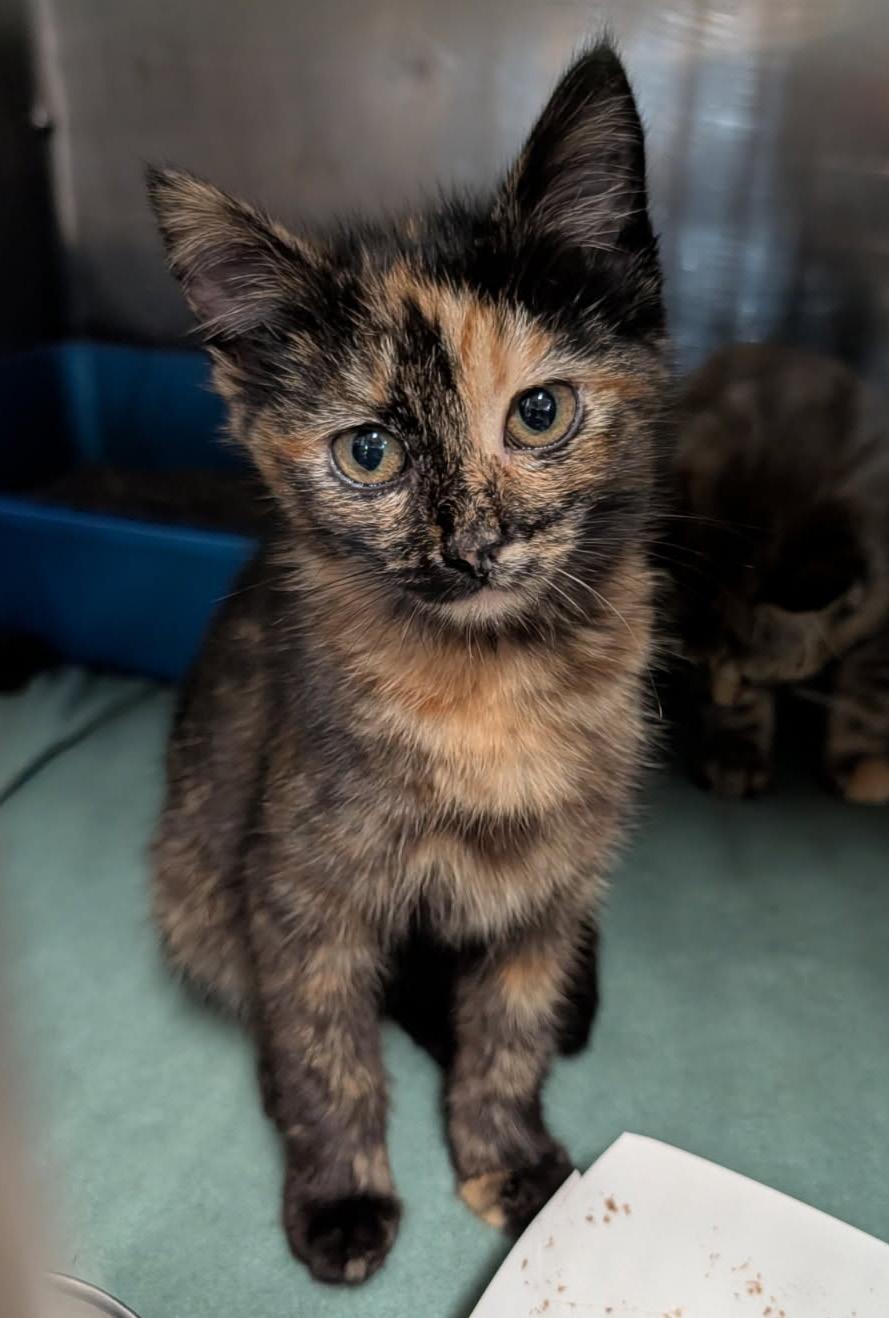 Louise (Spayed), an adopted mixed breed in Marietta, OH image 4/6