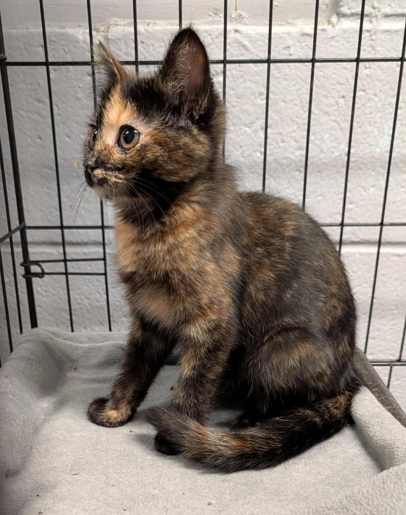 Louise (Spayed), an adopted mixed breed in Marietta, OH image 3/6