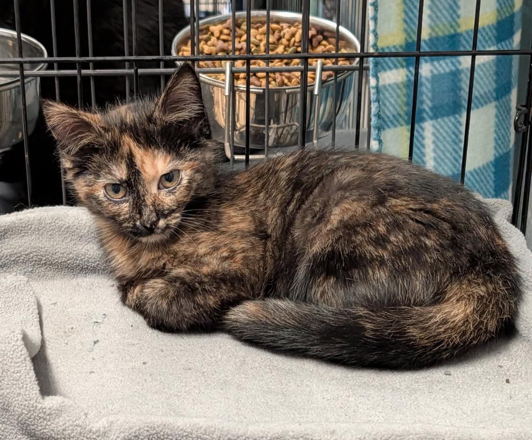 Louise (Spayed), adopted, Kitten Female Tortoiseshell & Domestic Short Hair.