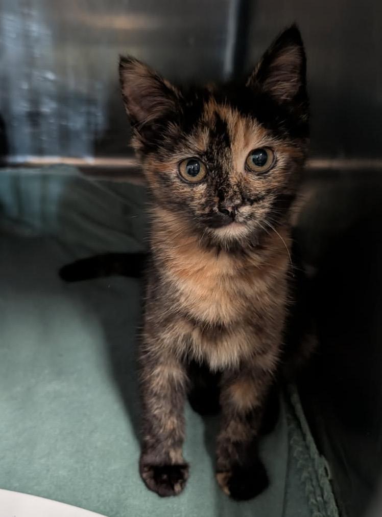 Louise (Spayed), an adopted mixed breed in Marietta, OH image 5/6