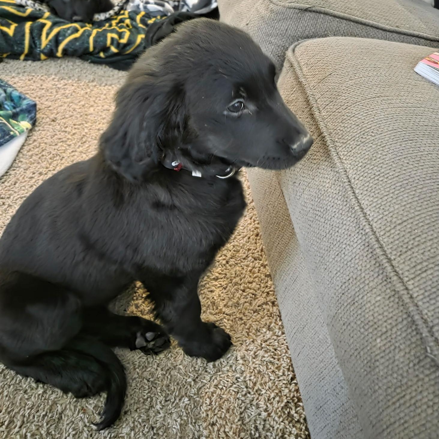 Enlarge Lily, a Adoptable mixed breed in Omaha, NE image 3/5