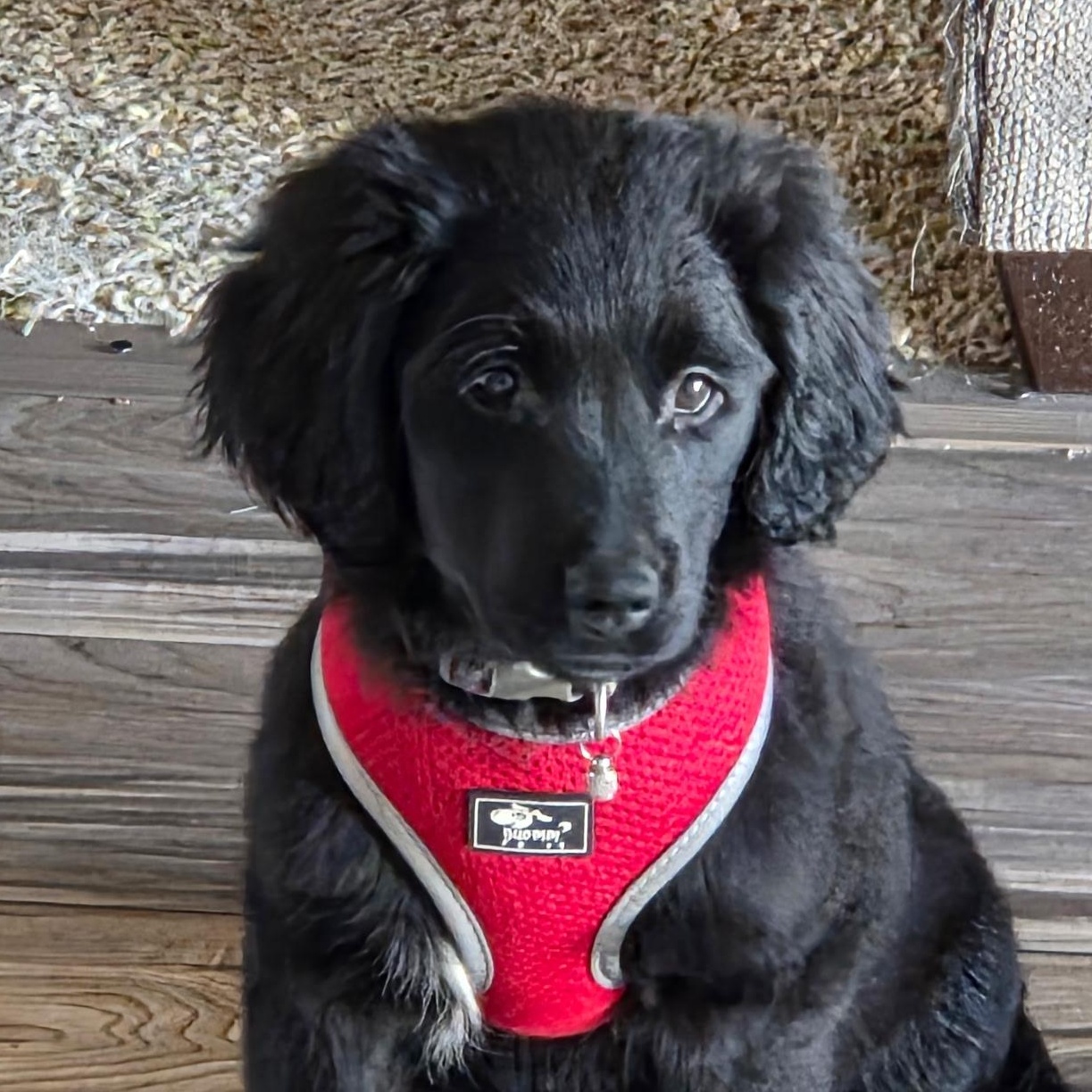 Enlarge Lily, a Adoptable mixed breed in Omaha, NE image 1/5