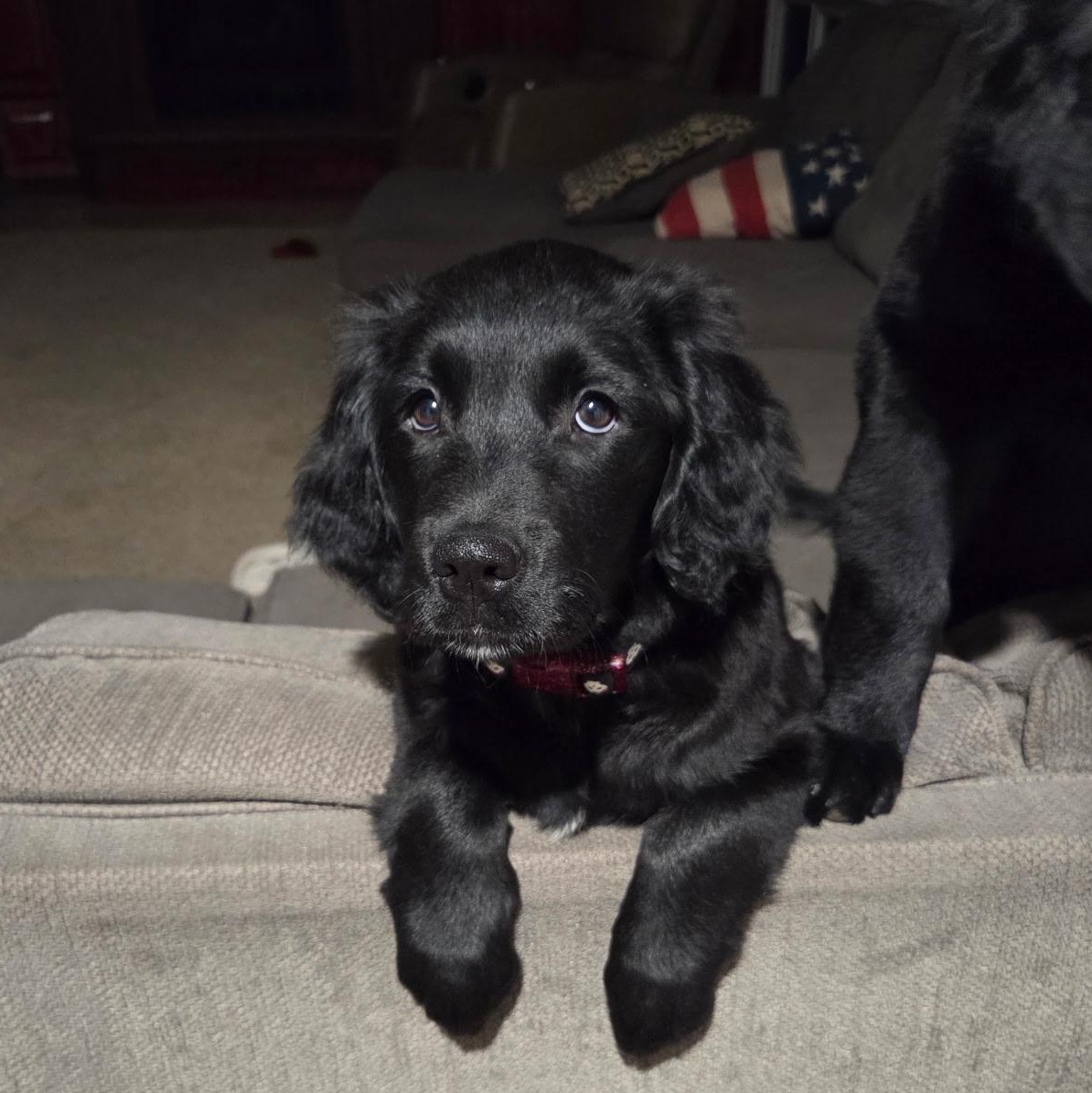 Enlarge Lily, a Adoptable mixed breed in Omaha, NE image 2/5