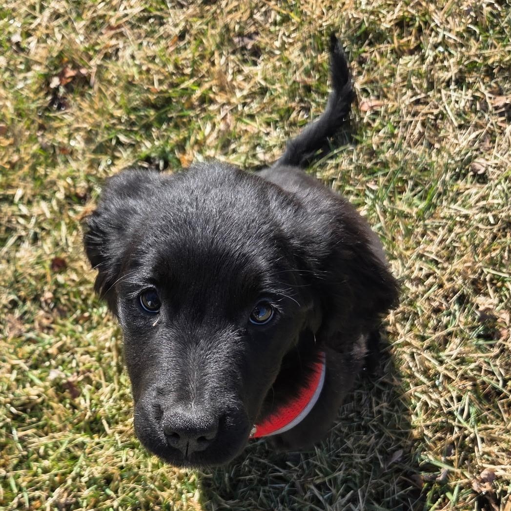 Enlarge Lily, a Adoptable mixed breed in Omaha, NE image 5/5