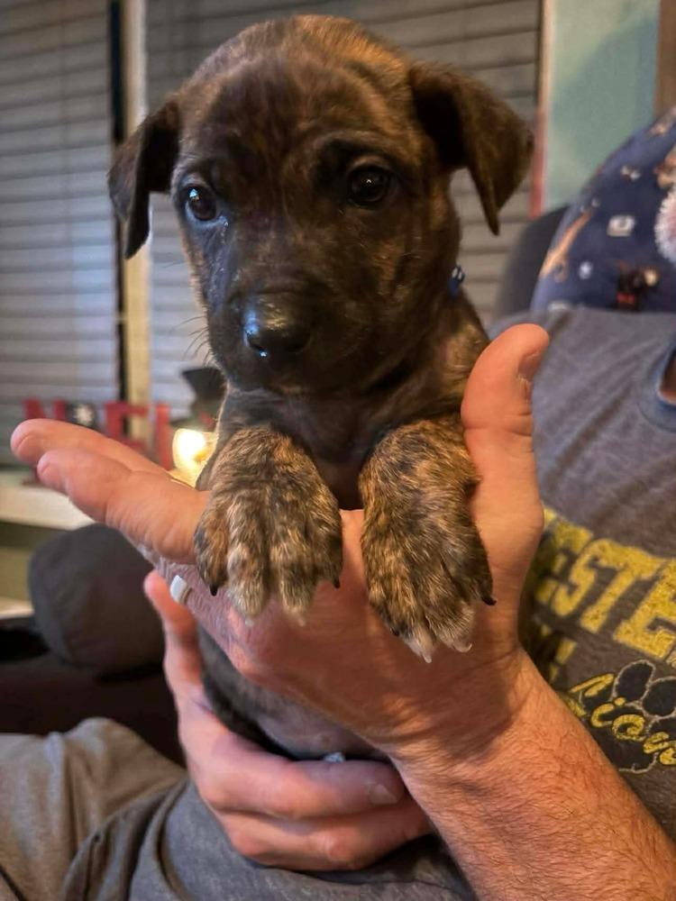 Nutmeg M (Itty Bitty Litter 2025), a Adoptable mixed breed in Wenonah, NJ image 2/2