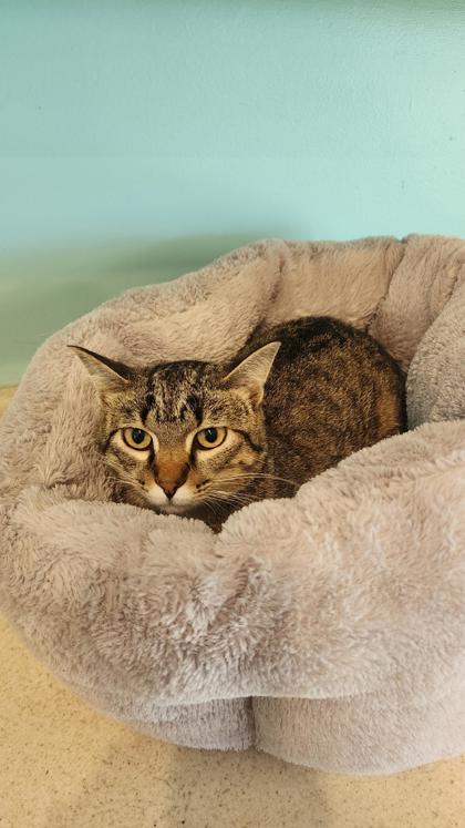 Max, Adoptable, Adult Male Domestic Short Hair & Tabby.