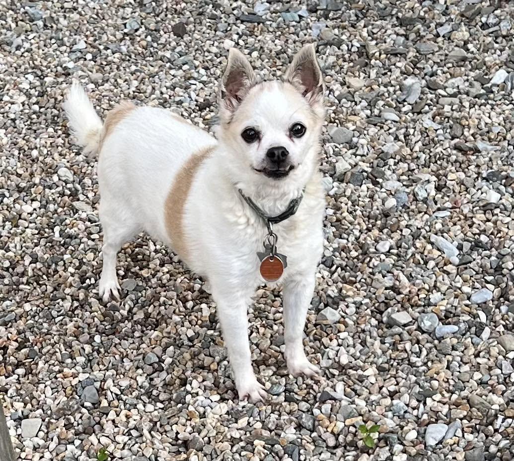 Susie, ADOPTABLE, Senior Female Chihuahua.