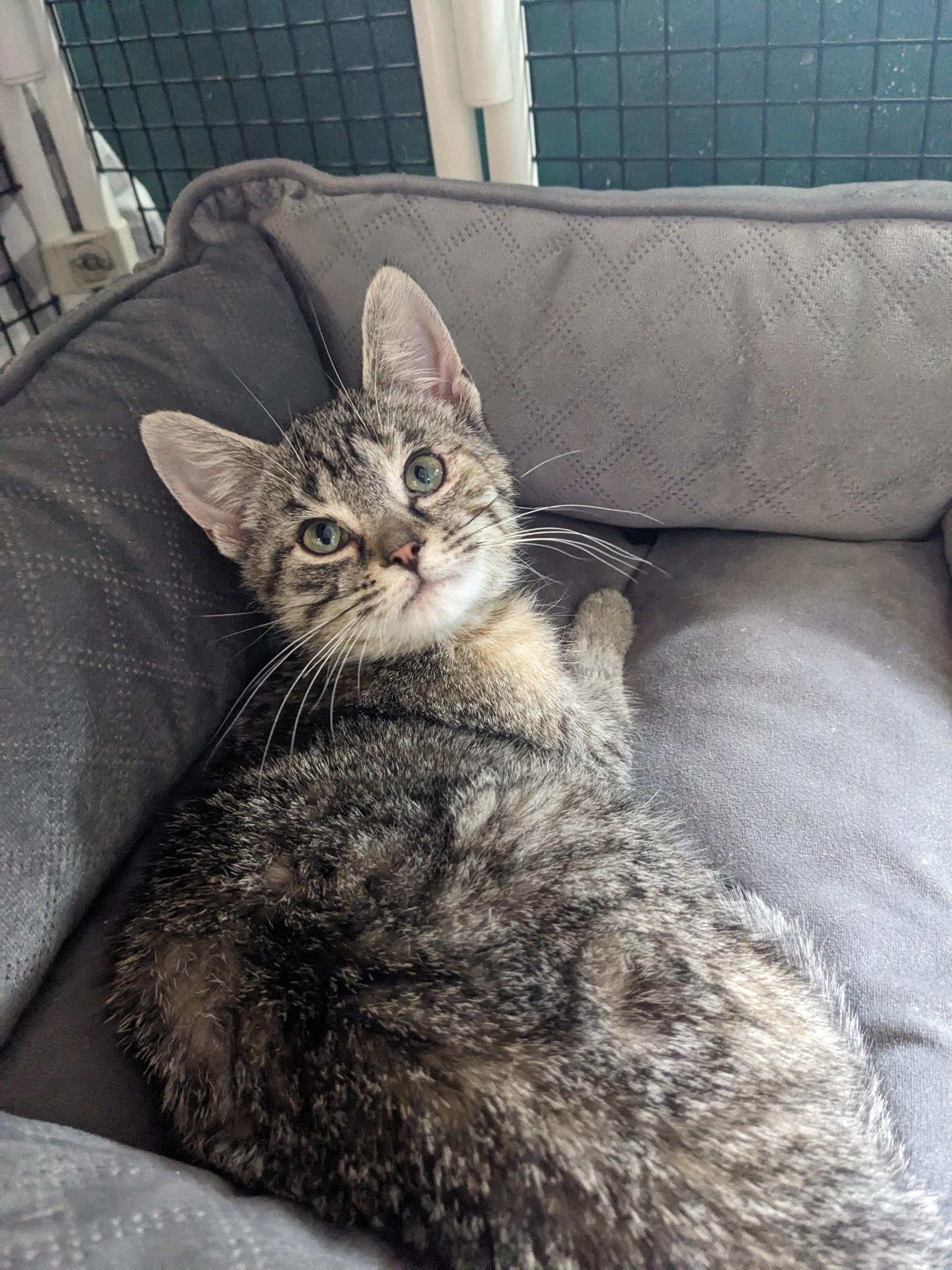 Peggy, ADOPTABLE, Young Female Domestic Short Hair.