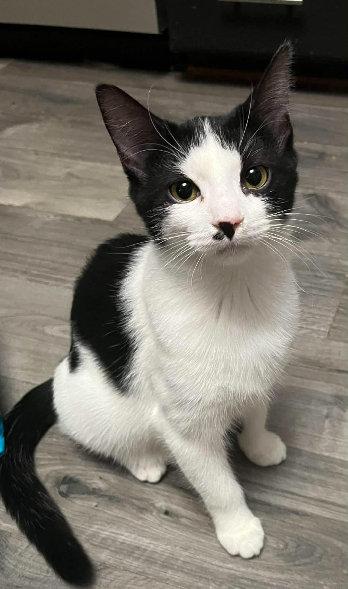 Enlarge Pedro, a ADOPTABLE Tuxedo in Ashton, ON image 1/3
