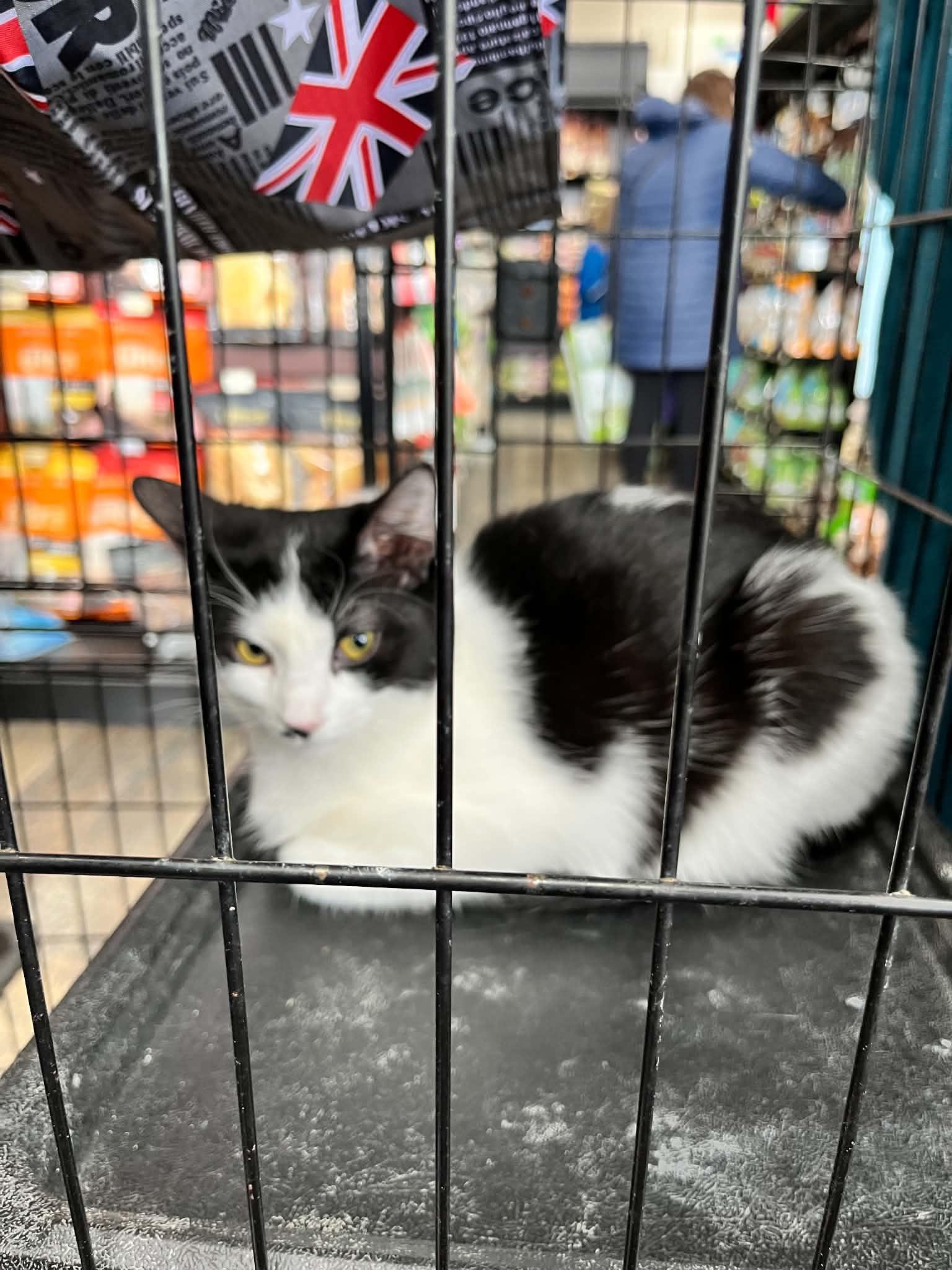 Enlarge Pedro, a ADOPTABLE Tuxedo in Ashton, ON image 3/3