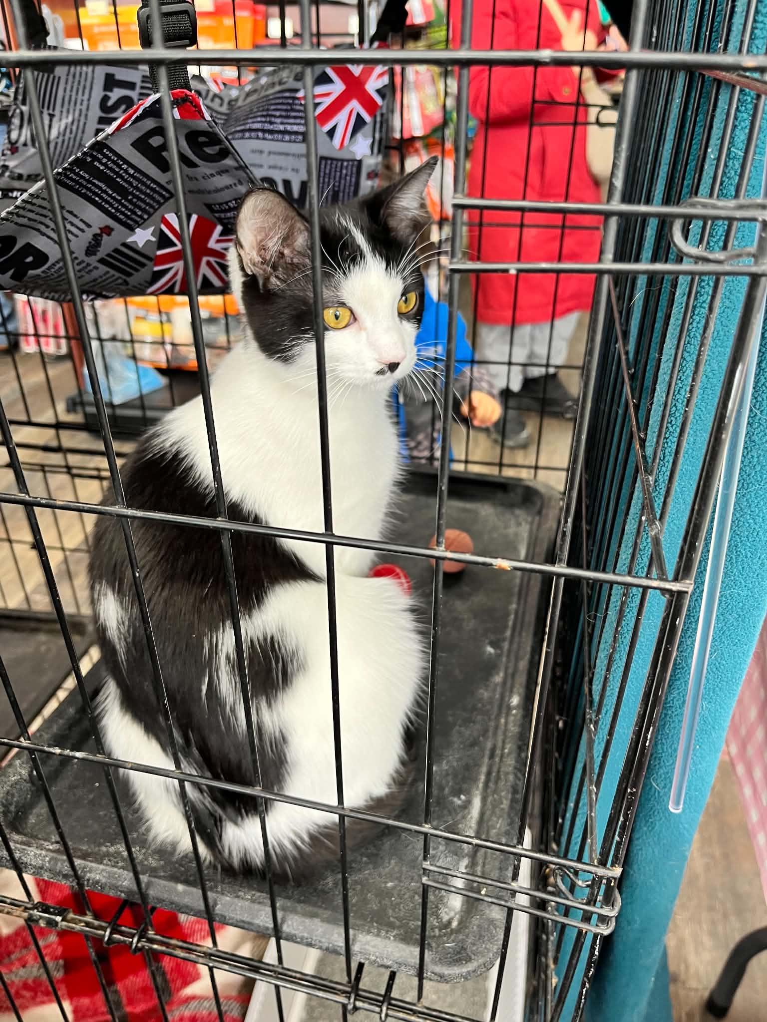Enlarge Pedro, a ADOPTABLE Tuxedo in Ashton, ON image 2/3