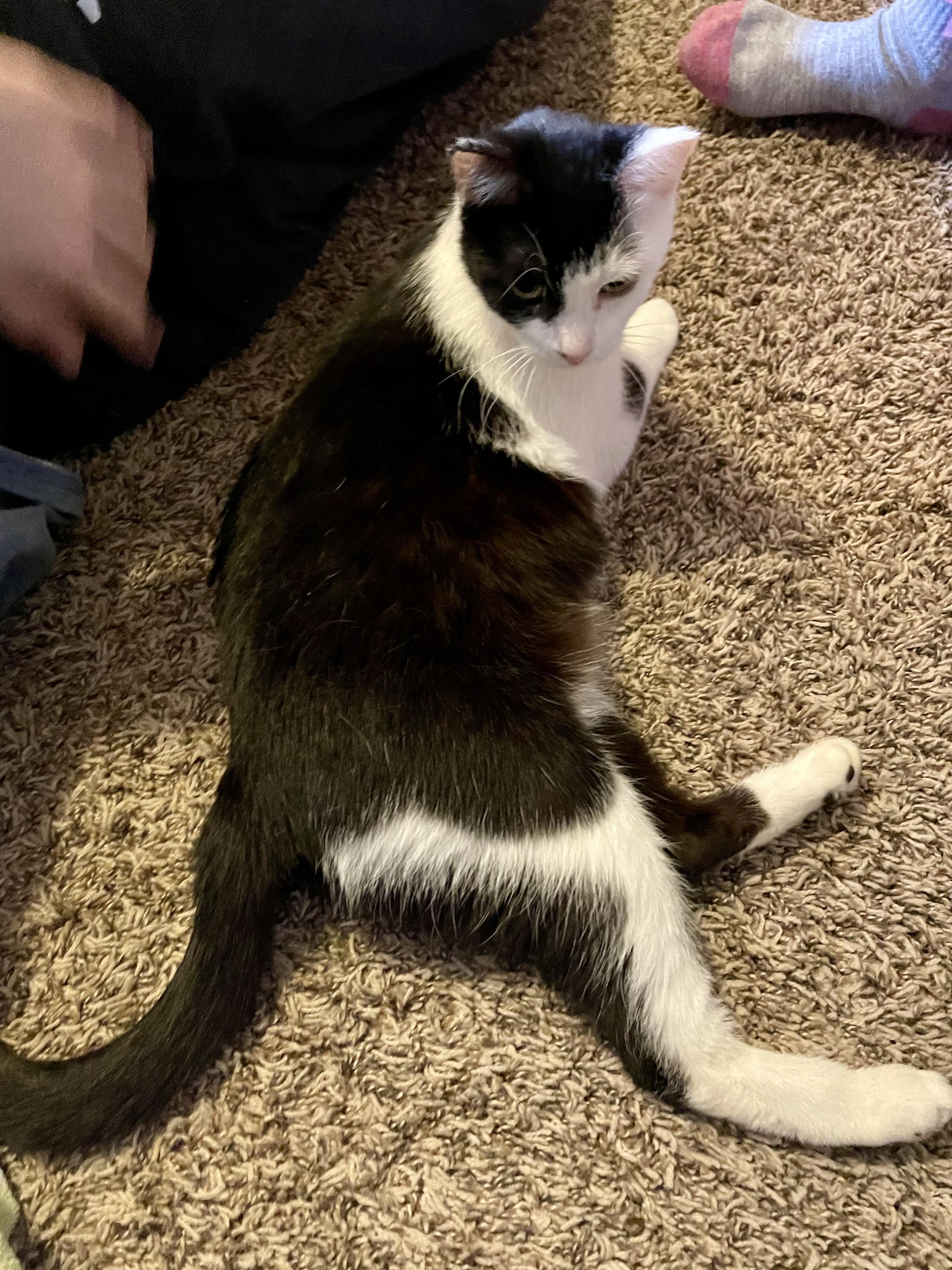 Enlarge Oreo, an adopted Domestic Short Hair in Rochester, WA image 1/3