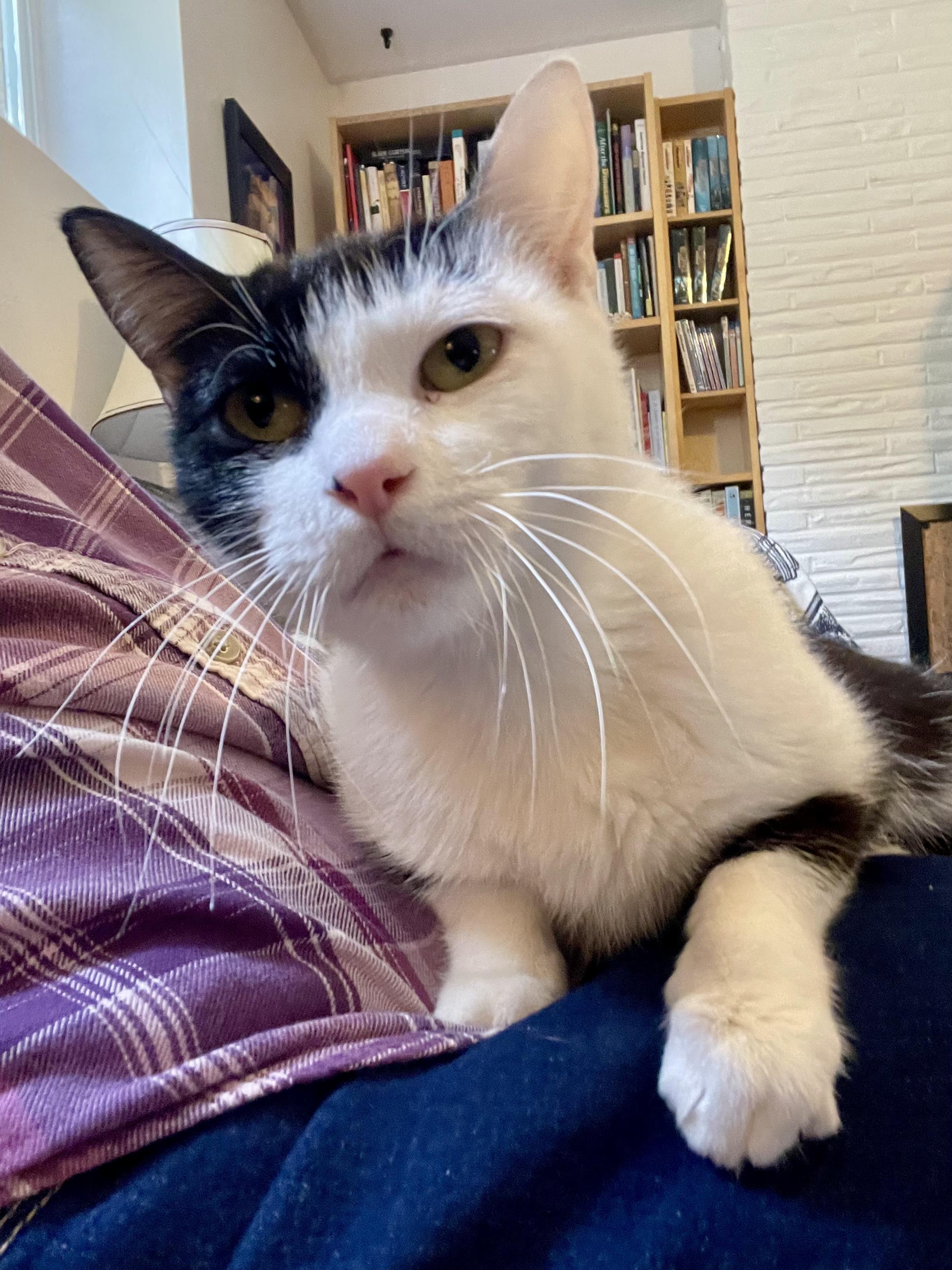 Enlarge Oreo, an adopted Domestic Short Hair in Rochester, WA image 2/3