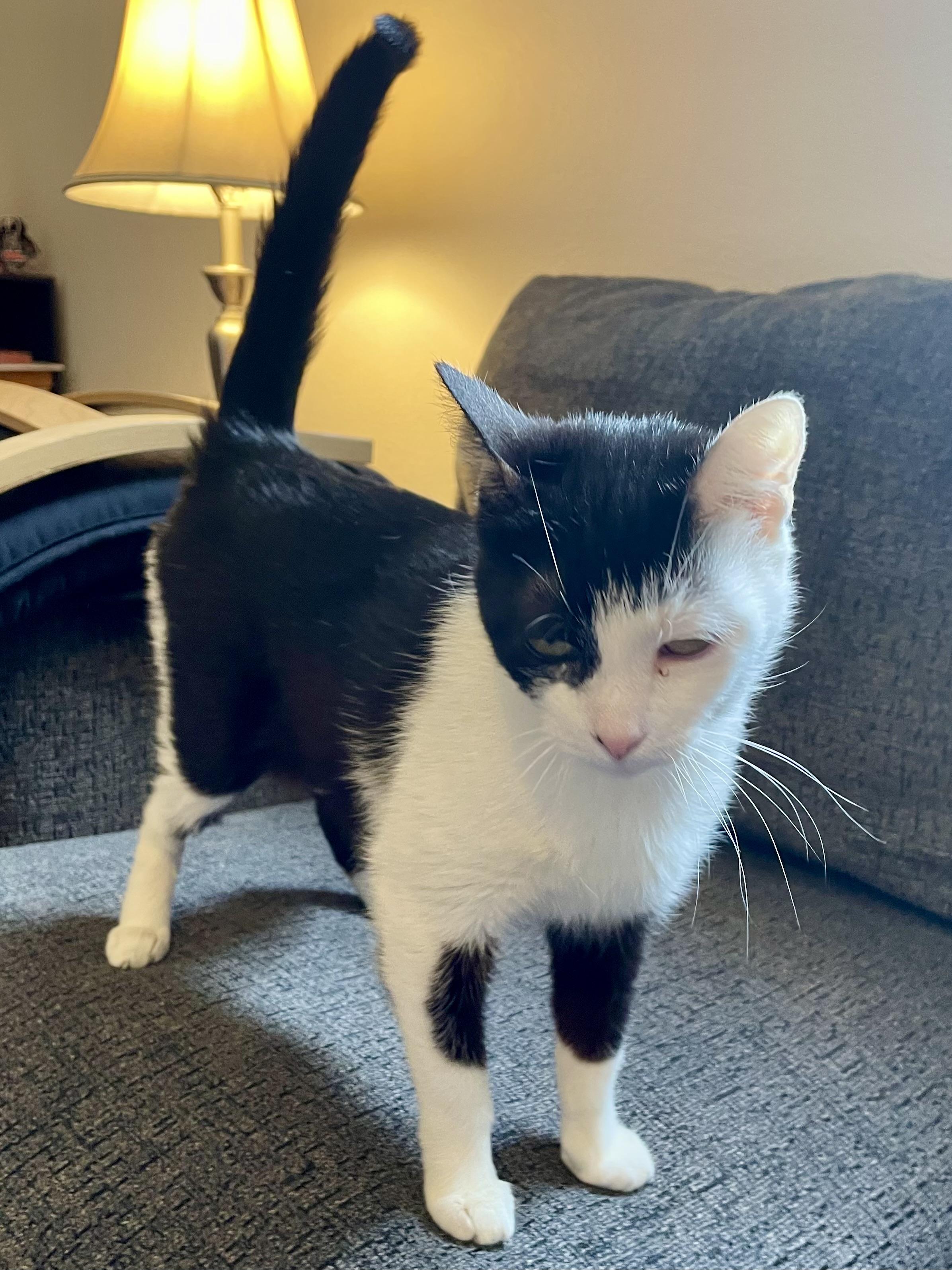 Enlarge Oreo, an adopted Domestic Short Hair in Rochester, WA image 3/3