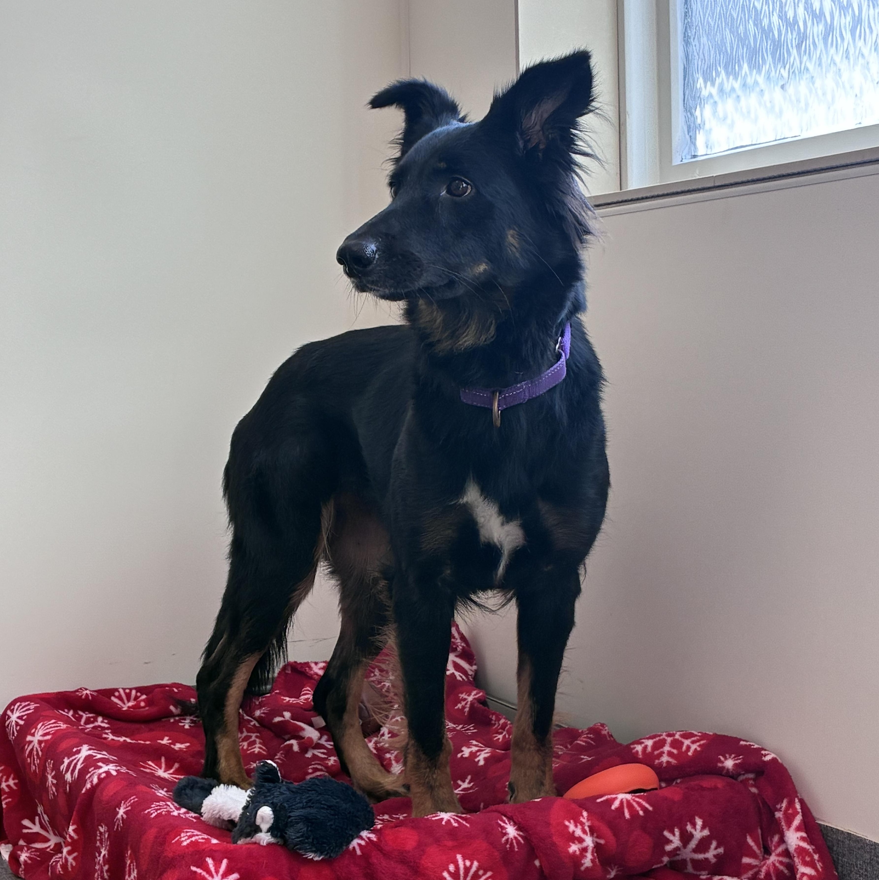Enlarge Sissy, a Adopted mixed breed in Amsterdam, NY image 3/3