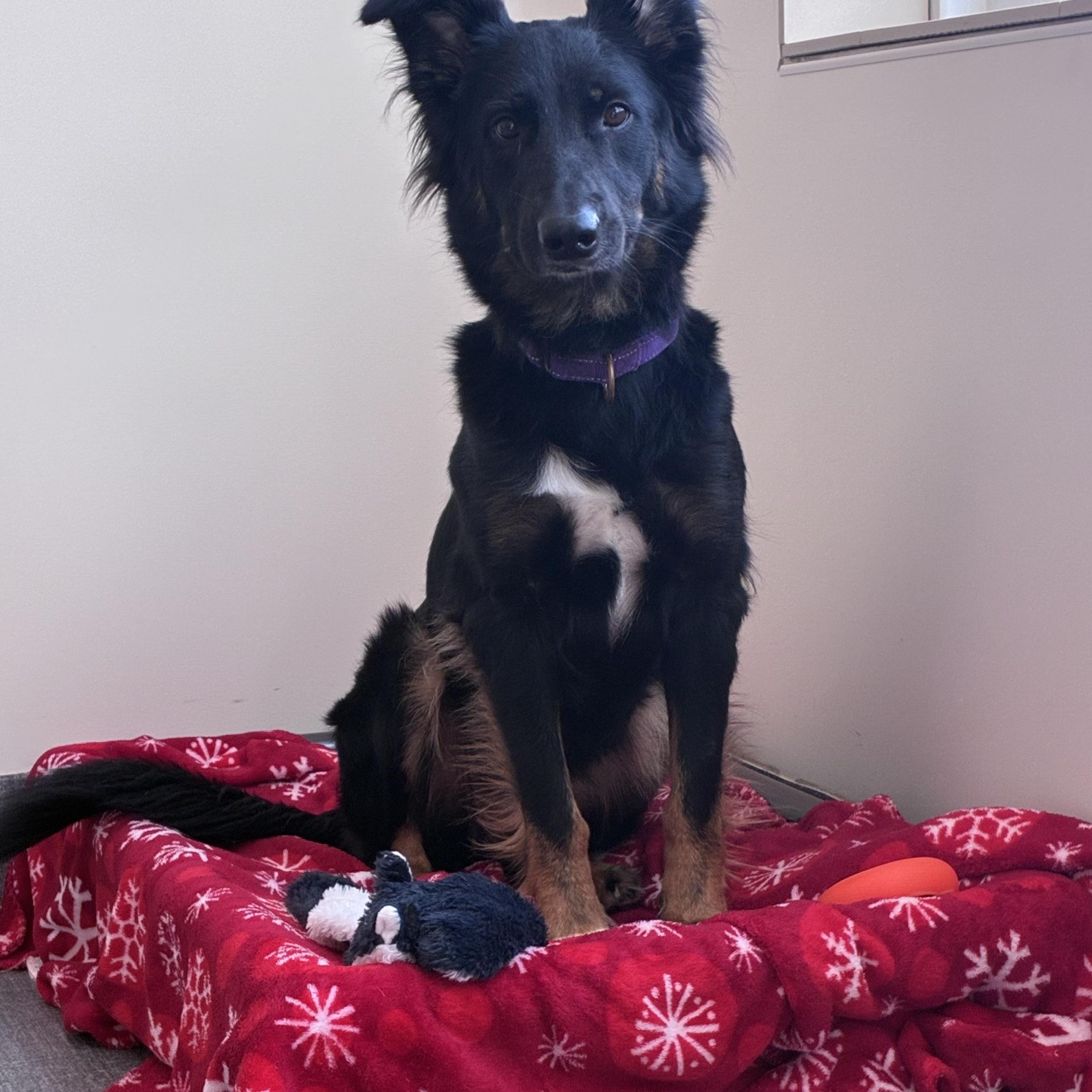 Sissy, Adopted, Young Female Australian Shepherd.