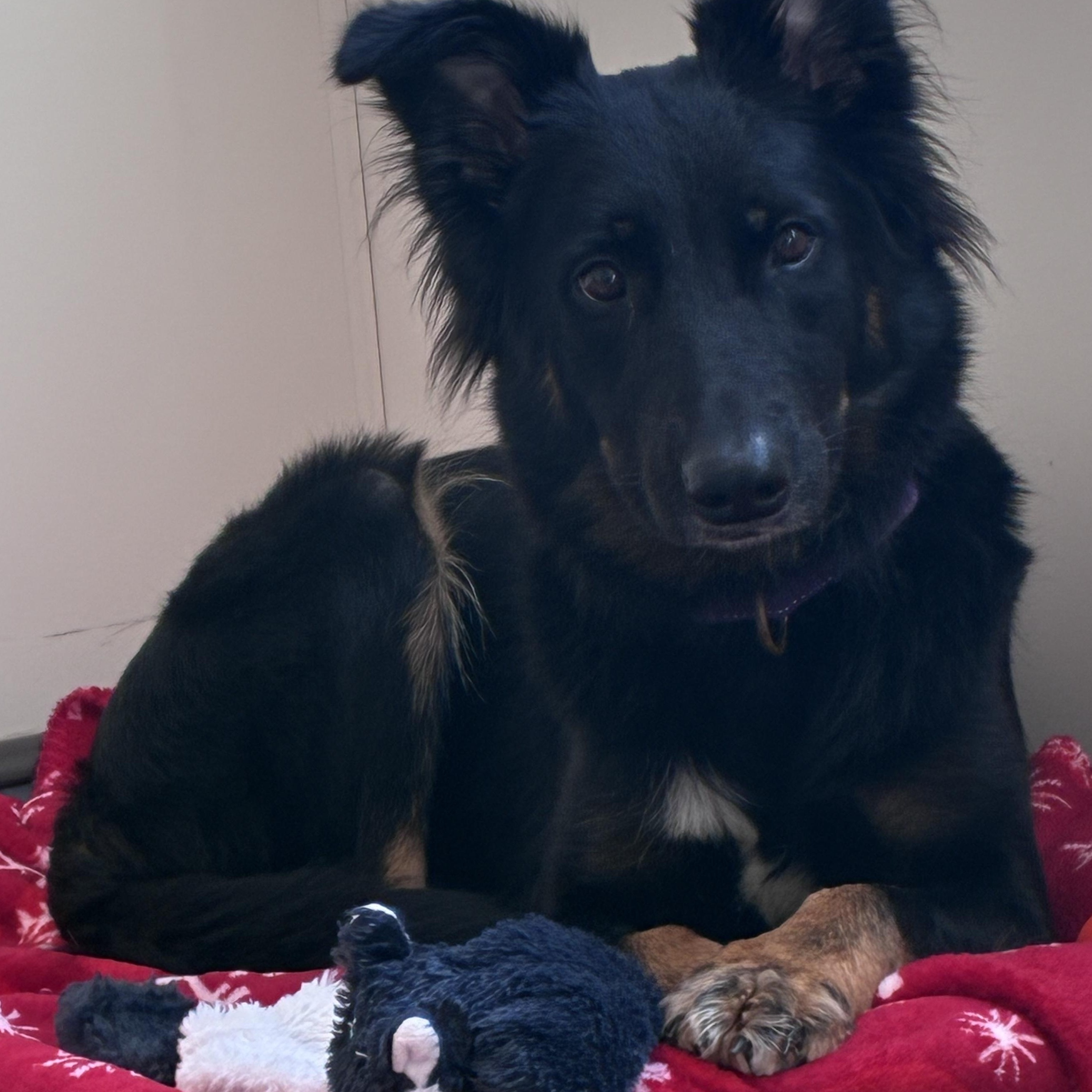 Enlarge Sissy, a Adopted mixed breed in Amsterdam, NY image 2/3