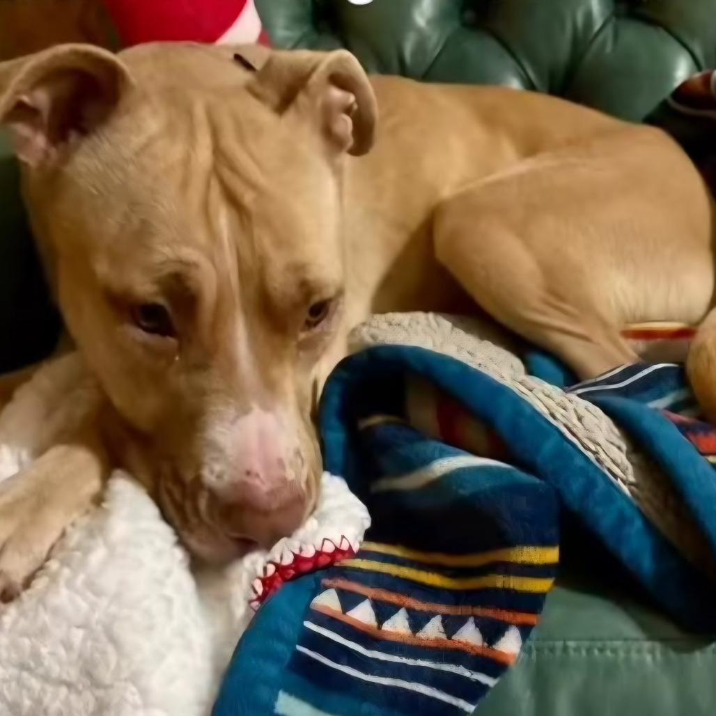 Bunny, Adoptable, Adult Female Pit Bull Terrier.