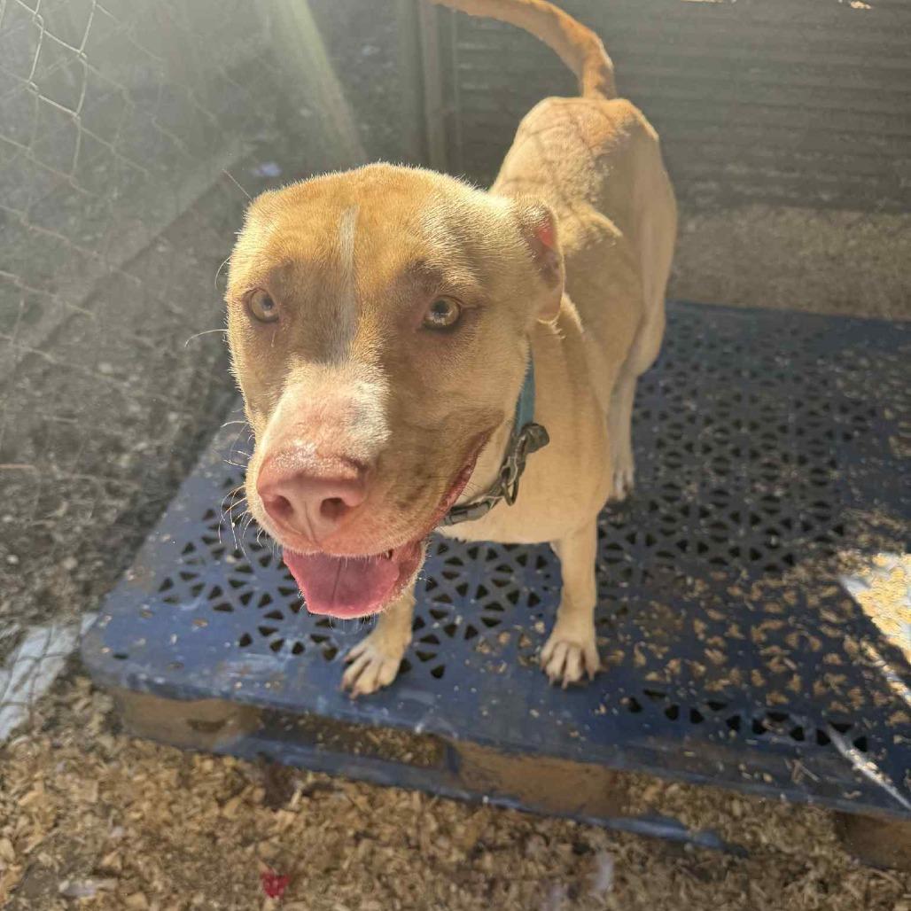 Bunny, Adoptable, Adult Female Pit Bull Terrier.