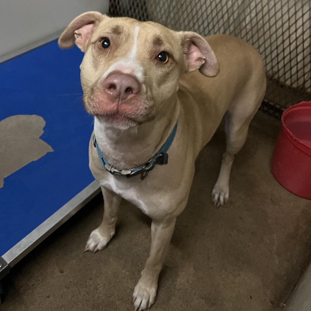 Bunny, a Adoptable mixed breed in Stephenville, TX image 2/3